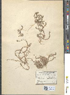 spécimen de Illecebrum verticillatum