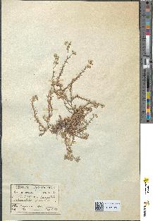 spécimen de Scleranthus perennis