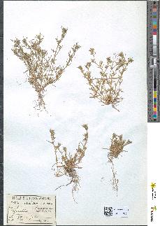 spécimen de Scleranthus annuus
