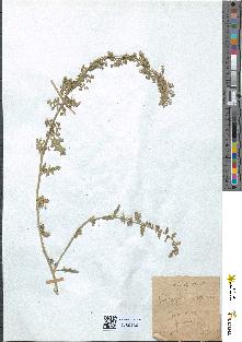 spécimen de Chenopodium botrys