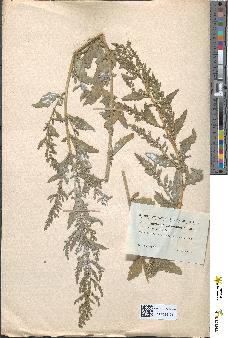 spécimen de Chenopodium murale