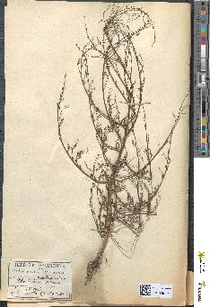 spécimen de Chenopodium album