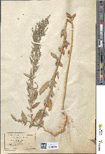 spécimen de Chenopodium album
