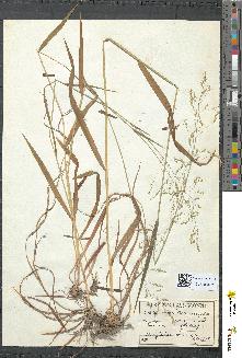 spécimen de Milium effusum