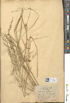 spécimen de Milium effusum