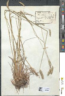 spécimen de Alopecurus pratensis