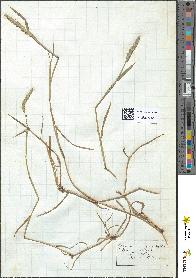 spécimen de Alopecurus geniculatus