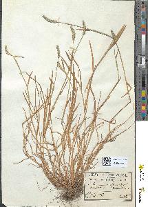 spécimen de Alopecurus geniculatus