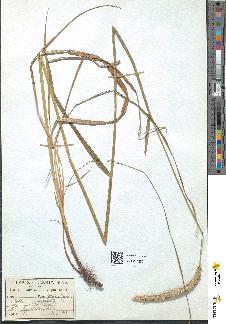 spécimen de Alopecurus agrestis