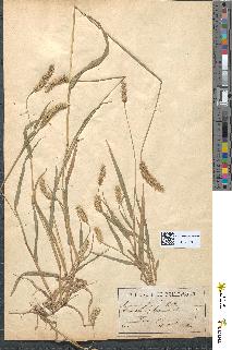 spécimen de Setaria glauca