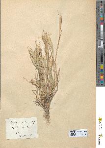 spécimen de Phalaris minor