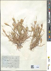 spécimen de Phalaris minor