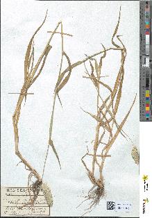 spécimen de Phalaris canariensis