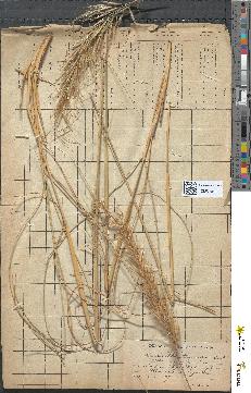 spécimen de Stipa parviflora