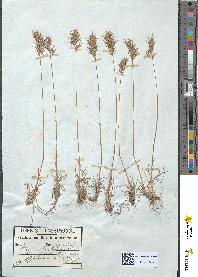 spécimen de Poa bulbosa