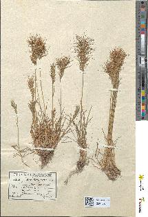 spécimen de Poa bulbosa
