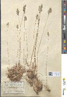 spécimen de Poa bulbosa