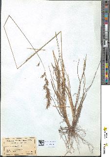 spécimen de Avena sulcata