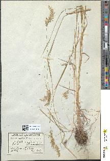 spécimen de Avena flavescens