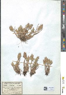 spécimen de Bromus hordeaceus