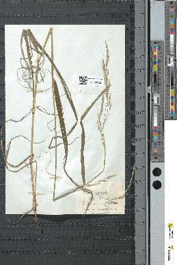 spécimen de Bromus giganteus
