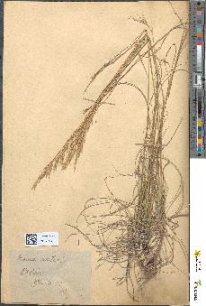 spécimen de Bromus erectus