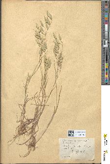 spécimen de Bromus rubens