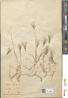spécimen de Aegilops ovata