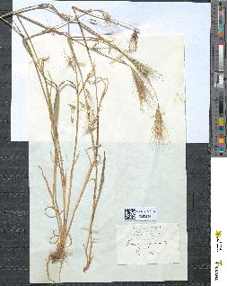 spécimen de Hordeum murinum
