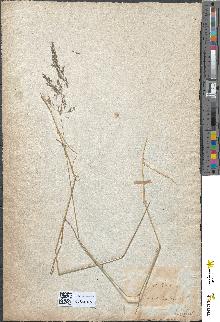spécimen de Agrostis canina