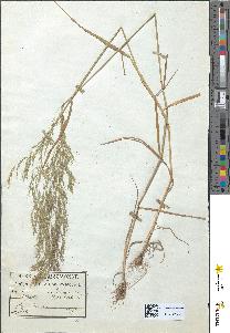 spécimen de Agrostis spica-venti