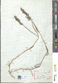 spécimen de Agrostis verticillata