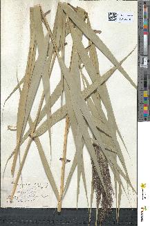 spécimen de Phragmites communis