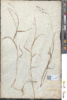 spécimen de Melica uniflora