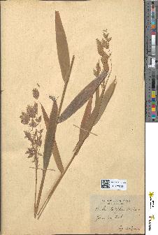 spécimen de Melica uniflora