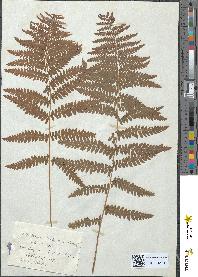 spécimen de Thelypteris palustris