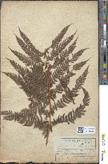 spécimen de Athyrium filix-femina