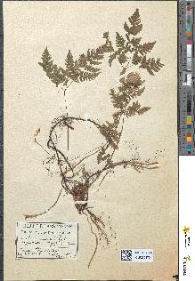 spécimen de Polypodium dryopteris