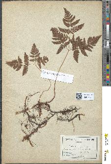 spécimen de Polypodium dryopteris