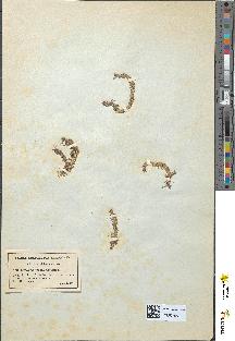 spécimen de Lycopodium inundatum