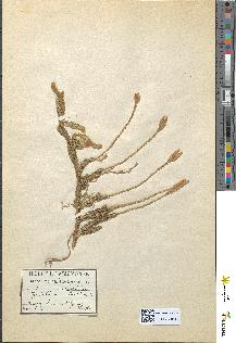 spécimen de Lycopodium clavatum