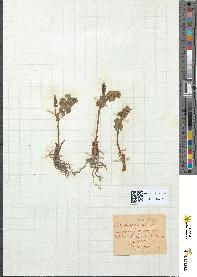 spécimen de Botrychium lunaria