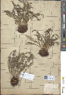 spécimen de Asplenium halleri
