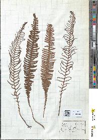 spécimen de Blechnum spicant