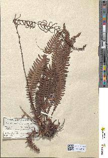 spécimen de Blechnum spicant