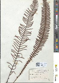 spécimen de Blechnum spicant