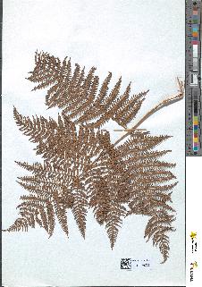spécimen de Pteris aquilina