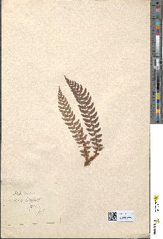 spécimen de Aspidium aculeatum