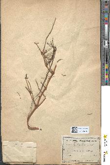 spécimen de Ephedra altissima