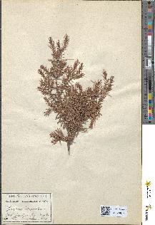 spécimen de Juniperus oxycedrus